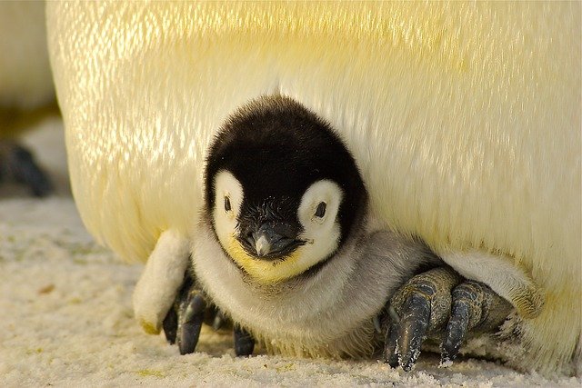 pingvin fázik